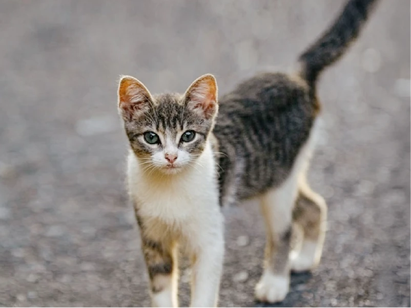 Kleine Katze steht auf der Straße