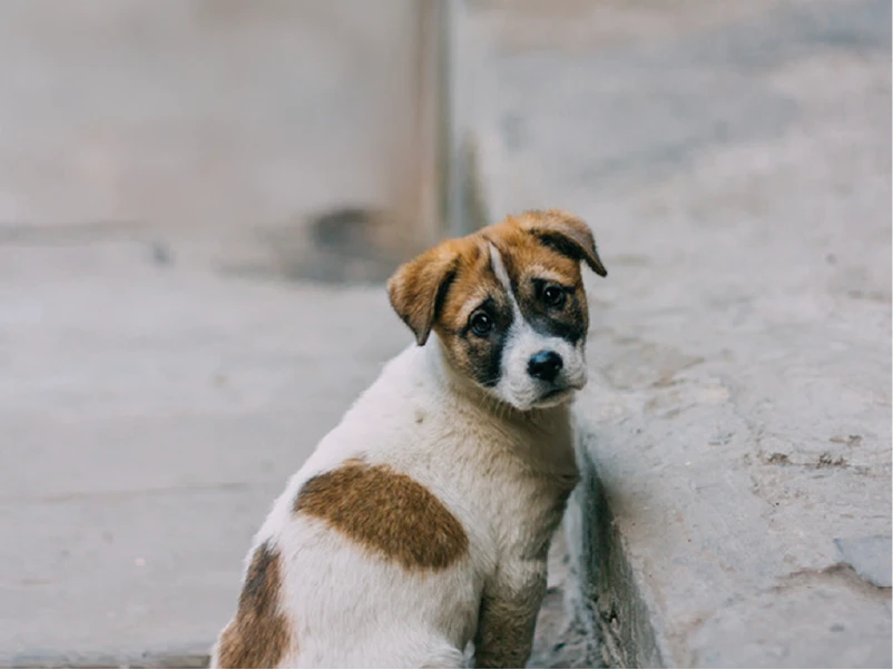Kleiner Hund sitzt vor einem Bordstein